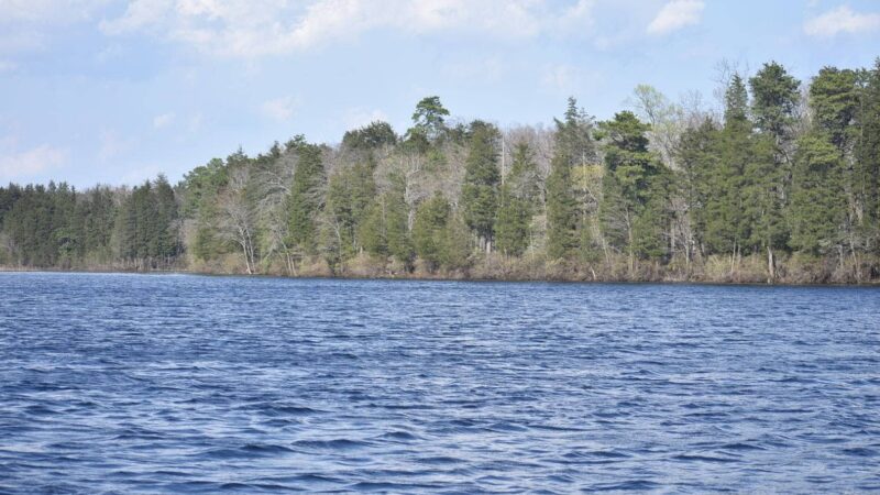 Glassboro Wildlife Management Area - Clayton, NJ