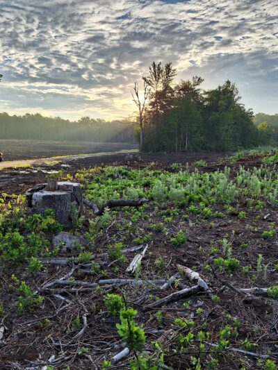 Glassboro Wildlife Management Area - Clayton, NJ