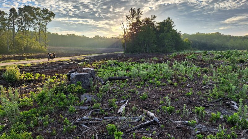 Glassboro Wildlife Management Area - Clayton, NJ