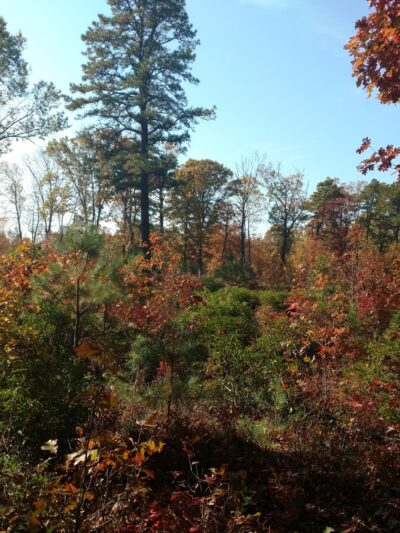 Glassboro Wildlife Management Area - Clayton, NJ
