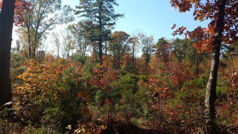 Glassboro Wildlife Management Area - Clayton, NJ