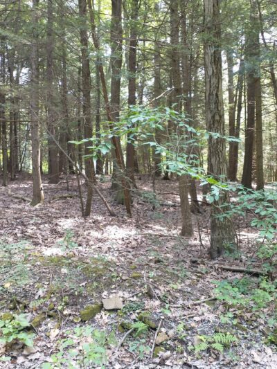 Lower Witmer Park - Clearfield, PA