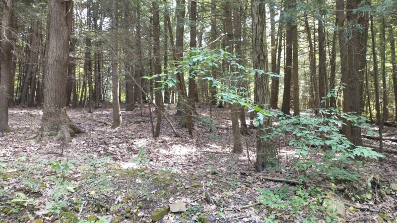 Lower Witmer Park - Clearfield, PA