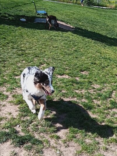 Barlow Dog Park - Clearfield, UT