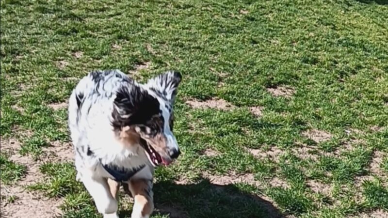 Barlow Dog Park - Clearfield, UT
