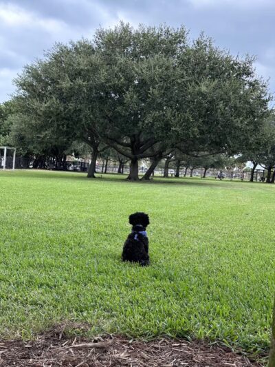Dog park - Clearwater, FL