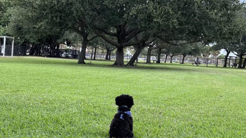 Dog park - Clearwater, FL