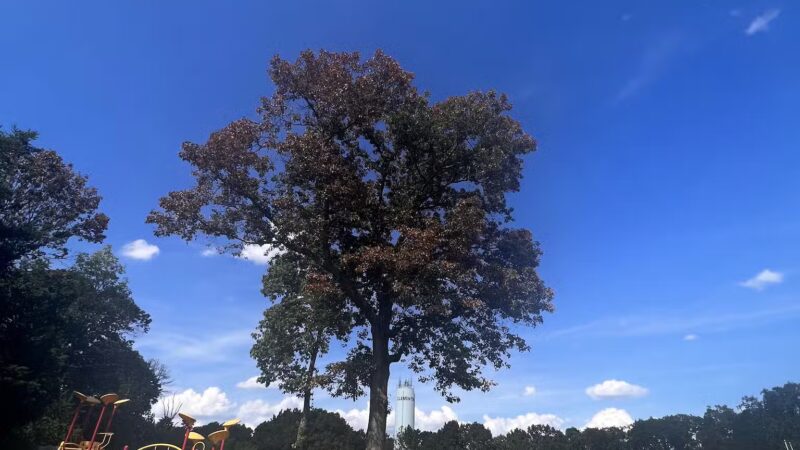 Lake Worth - Clementon, NJ