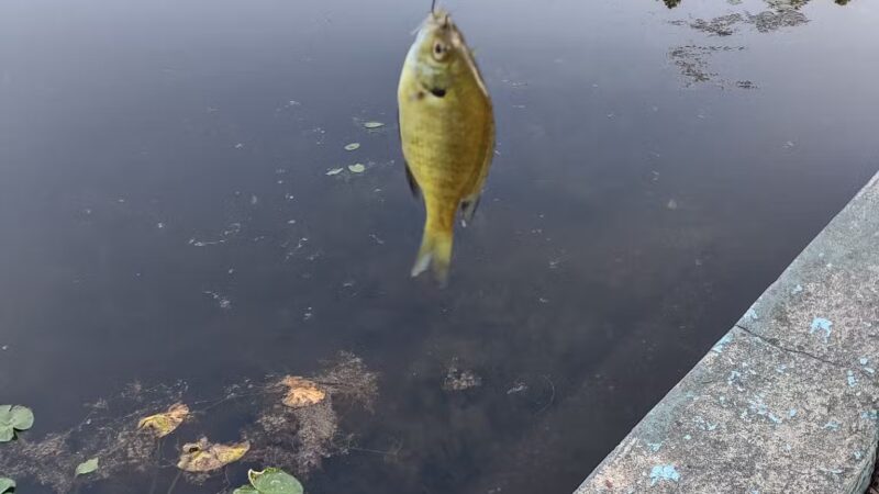 Lake Worth - Clementon, NJ