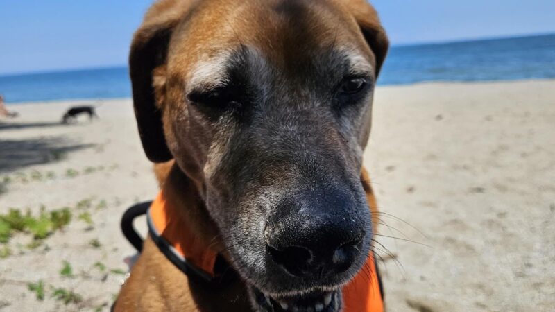 K-9 Coastline - Cleveland, OH