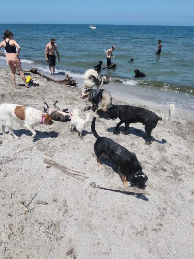 K-9 Coastline - Cleveland, OH