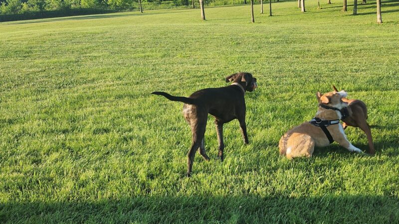Simmonds Family Dog Park - Cleves, OH