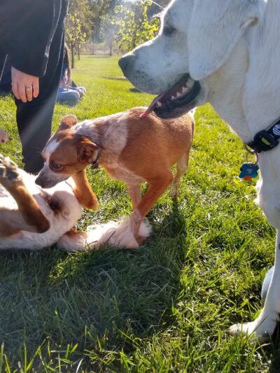 Simmonds Family Dog Park - Cleves, OH