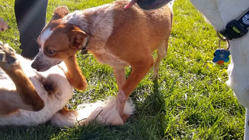 Simmonds Family Dog Park - Cleves, OH
