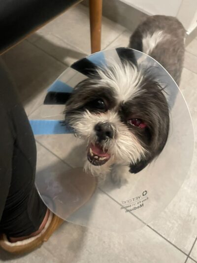 Animal Paradise Hospital - Cliffside Park, NJ