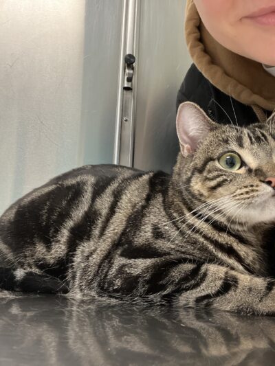 Animal Paradise Hospital - Cliffside Park, NJ