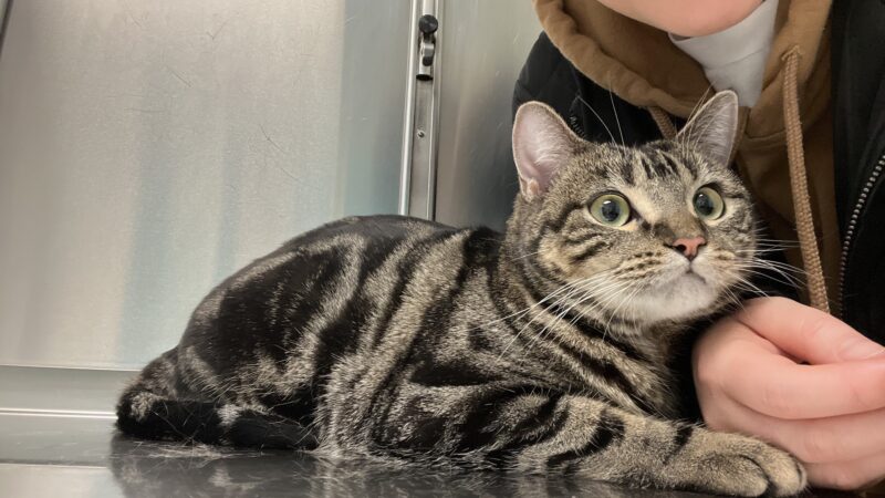 Animal Paradise Hospital - Cliffside Park, NJ