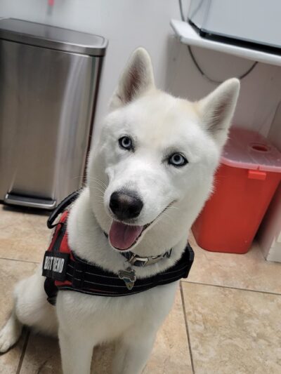 Animal Paradise Hospital - Cliffside Park, NJ