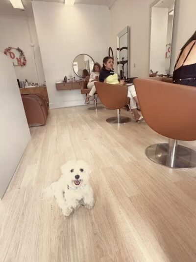 DN SALON - Cliffside Park, NJ