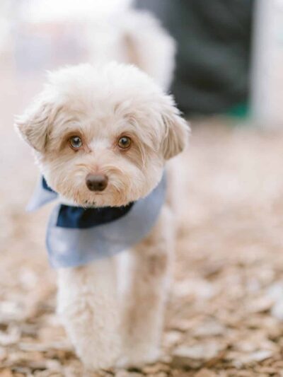 Groom & Goods – Dog Grooming & Pet Supply | Cliffside Park - Cliffside Park, NJ