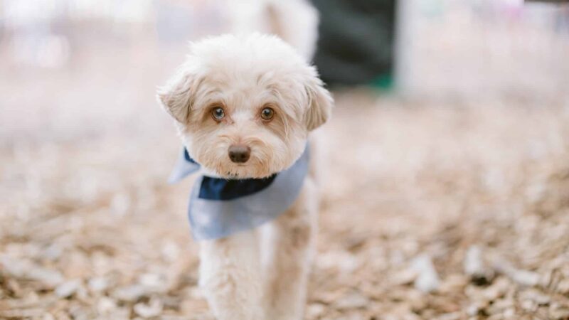 Groom & Goods – Dog Grooming & Pet Supply | Cliffside Park - Cliffside Park, NJ