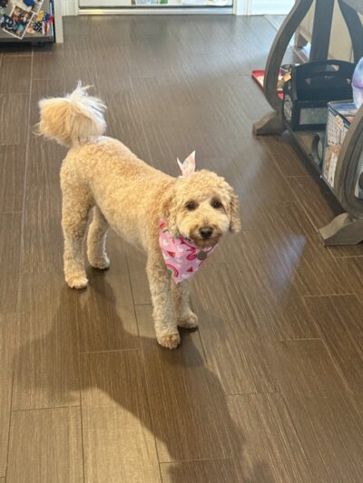 Groom & Goods – Dog Grooming & Pet Supply | Cliffside Park - Cliffside Park, NJ