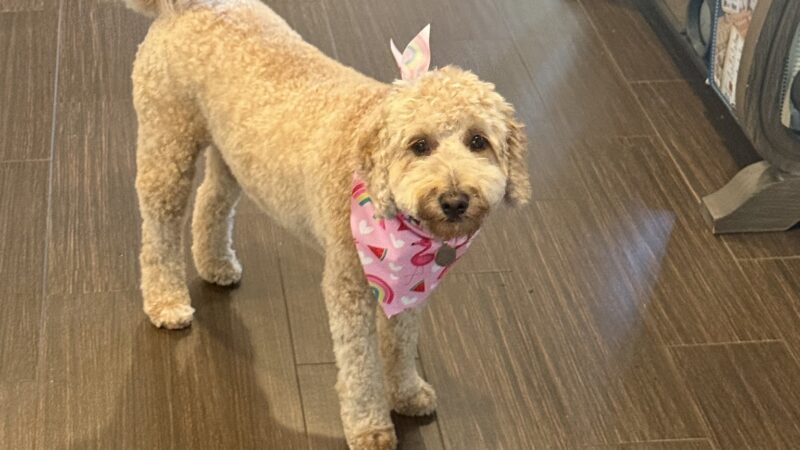 Groom & Goods – Dog Grooming & Pet Supply | Cliffside Park - Cliffside Park, NJ