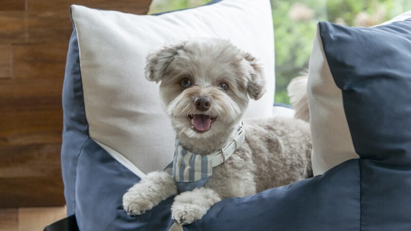 Groom & Goods – Dog Grooming & Pet Supply | Cliffside Park - Cliffside Park, NJ