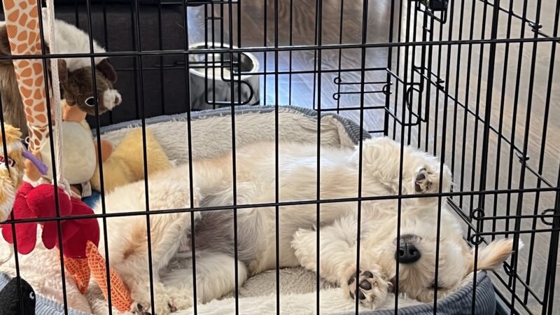 La Pet-isserie - Cliffside Park, NJ