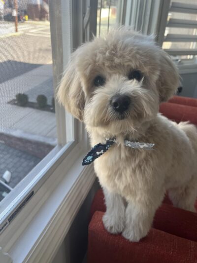 Paws & Kisses - Cliffside Park, NJ