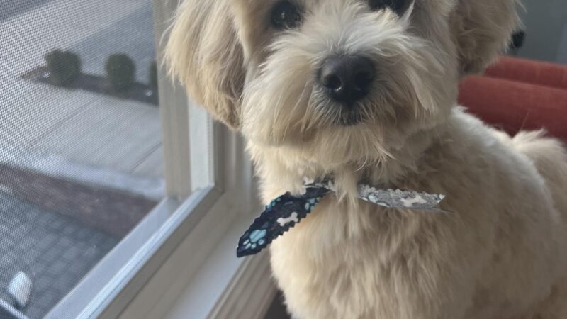 Paws & Kisses - Cliffside Park, NJ