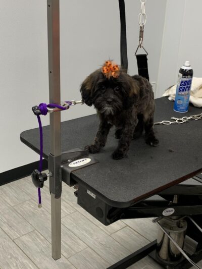 Paws & Kisses - Cliffside Park, NJ