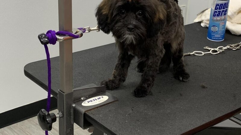 Paws & Kisses - Cliffside Park, NJ