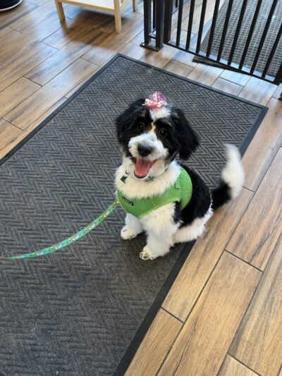 Paws & Kisses - Cliffside Park, NJ