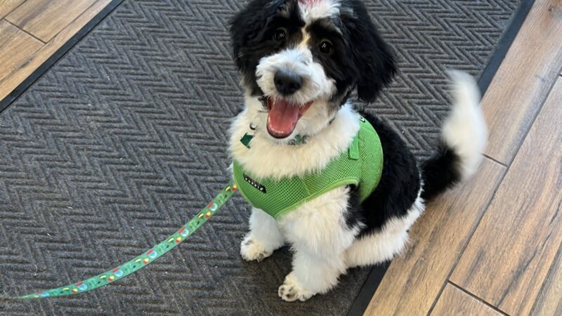 Paws & Kisses - Cliffside Park, NJ