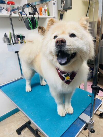 The Bark Site Grooming Spa - Cliffside Park, NJ