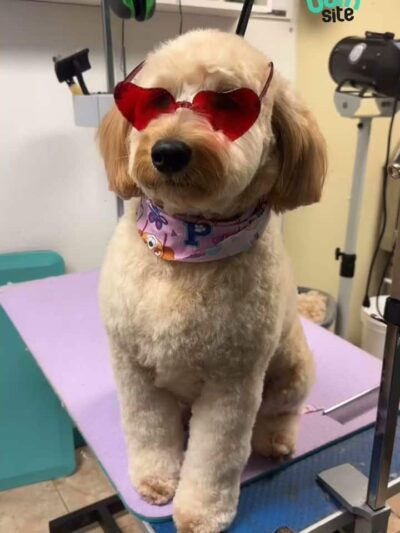 The Bark Site Grooming Spa - Cliffside Park, NJ