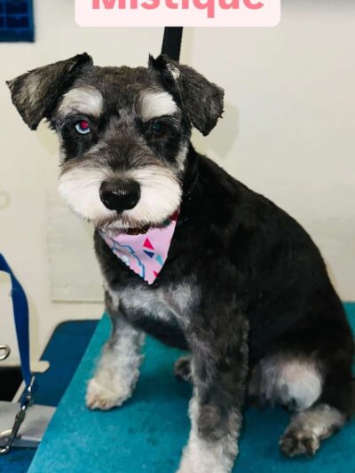 The Bark Site Grooming Spa - Cliffside Park, NJ