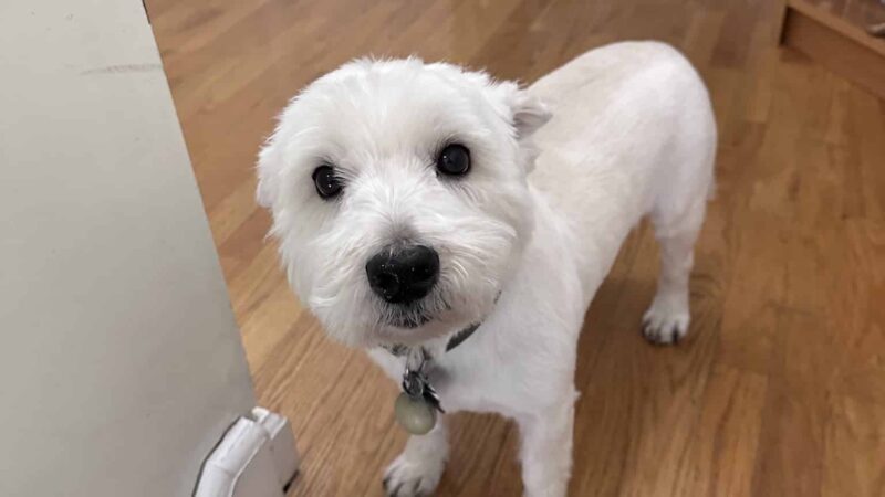 Tommy,s Pet Salon LLC - Cliffside Park, NJ