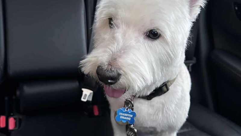 Tommy,s Pet Salon LLC - Cliffside Park, NJ
