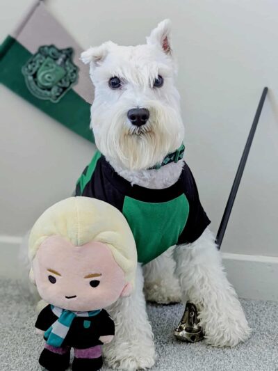 Tommy,s Pet Salon LLC - Cliffside Park, NJ
