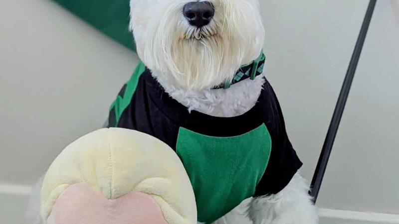 Tommy,s Pet Salon LLC - Cliffside Park, NJ