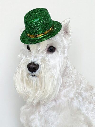 Tommy,s Pet Salon LLC - Cliffside Park, NJ