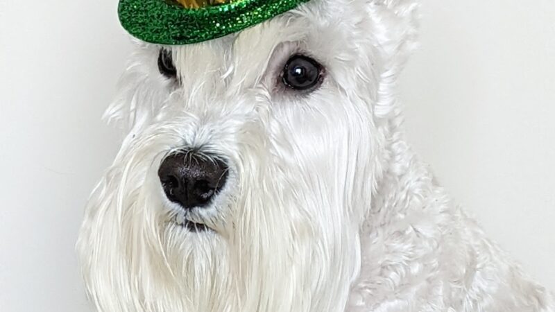 Tommy,s Pet Salon LLC - Cliffside Park, NJ