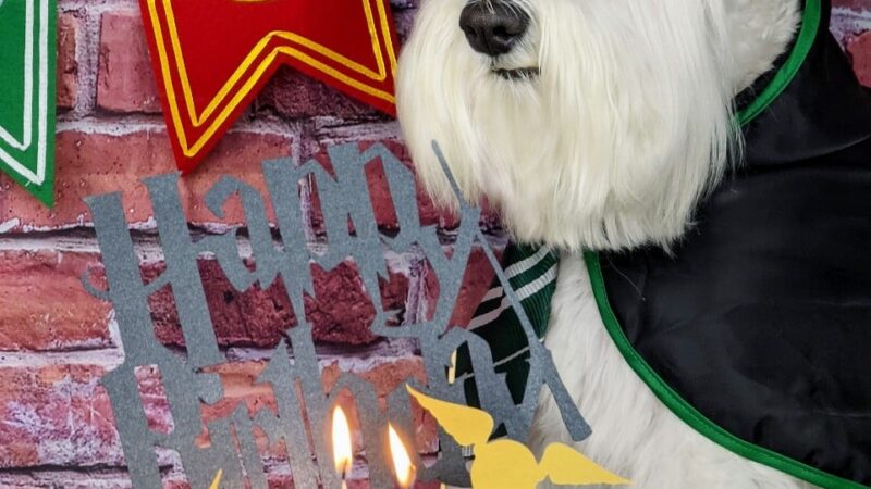 Tommy,s Pet Salon LLC - Cliffside Park, NJ
