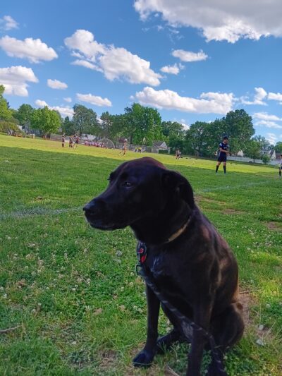 Latteri Park - Clifton, NJ