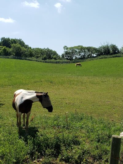 Spring Farm CARES - Clinton, NY