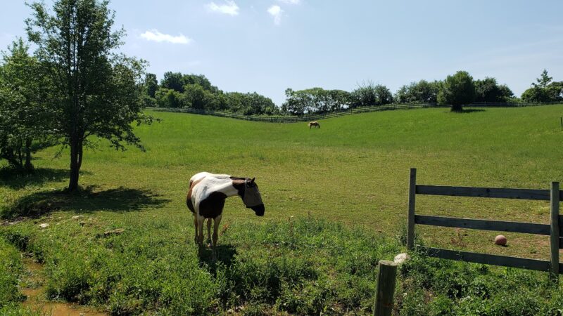Spring Farm CARES - Clinton, NY