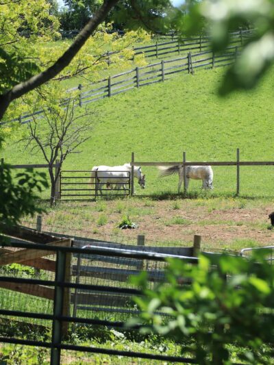 Spring Farm CARES - Clinton, NY