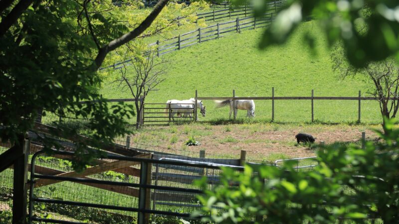 Spring Farm CARES - Clinton, NY